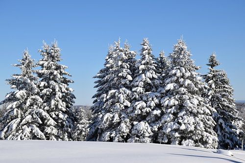 Besneeuwde bomen na de storm