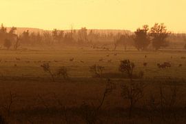 Game in the Oostvaardersplassen by Sander Miedema