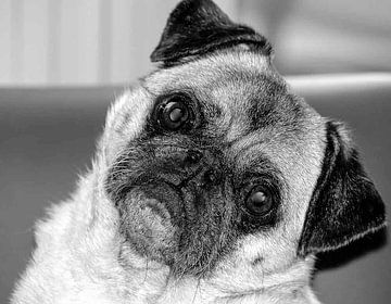 Mopshond by Philippe Papegaai