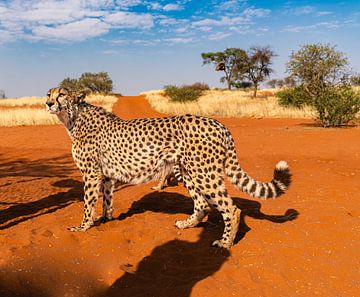 Afrikaanse jachtluipaarden in Namibië van Patrick Groß