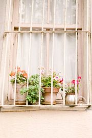 Flowers by Vildan Ersert