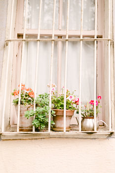 Fleurs