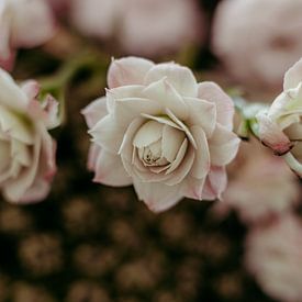 Bloemen van Denny Lerch