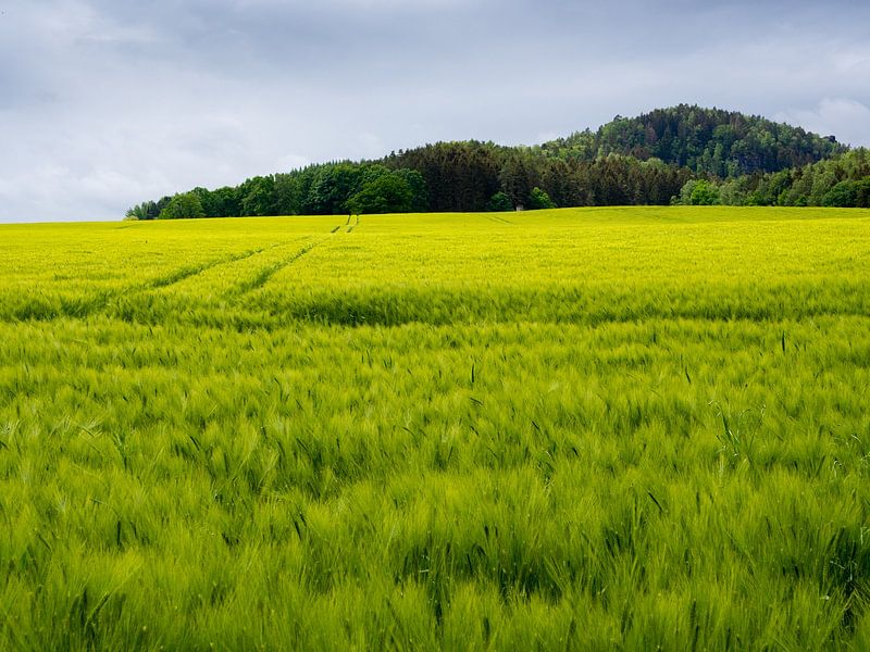 Cornfield at the Malerweg in the Elbe Sandstone Mountains by Aurica Voss