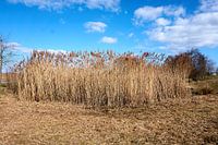Riet onder een blauwe hemel op een zonnige dag