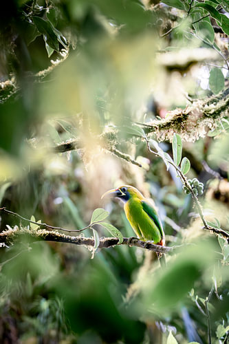 Tropische Vogel in Weelderig Groen Nevelwoud Fotokunst
