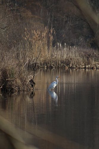 Zilverreiger