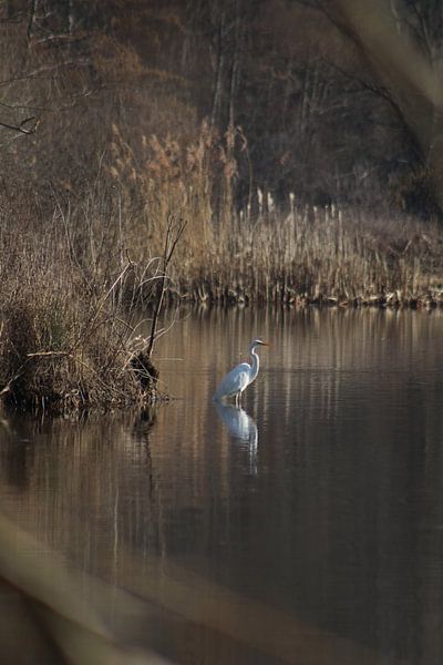 Egret by John Kerkhofs
