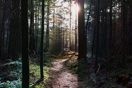 A path to something van Twan van Lieshout