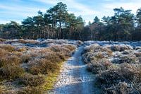 Pfad zwischen dem gefrorenen Heidekraut von Schoorl