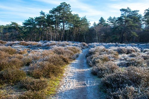 Pad tussen de bevroren heide van Schoorl