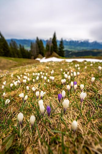 Krokussen op de Nagelfluh keten in Allgäu