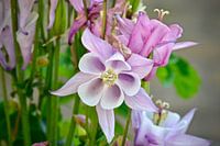 Akelei in volle bloei