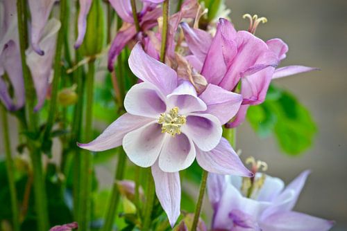 Akelei in volle bloei