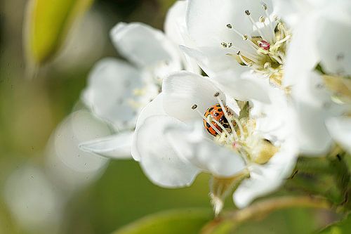 coccinelle dans la fleur sur joyce kool