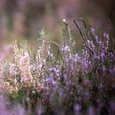 Fleurs de bruyère violette sur le veluwe par Karijn | Fine art Natuur en Reis Fotografie Aperçu