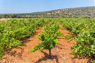 Rows of grape plants in vineyard with mountain in the Algarve Portugal by Ben Schonewille thumbnail