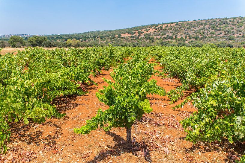 Reihen von Traubenpflanzen im Weinberg mit Berg in der Algarve Portugal von Ben Schonewille