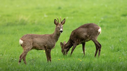 Wink of a Roe Deer by Tim van der Bruggen