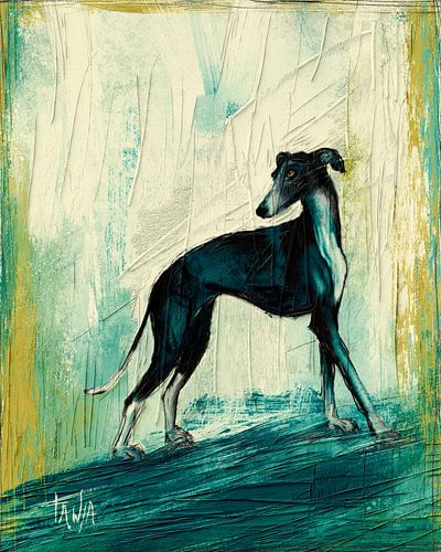 Césare, black Greyhound/Galgo
