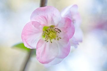 Roze kweepeerbloem van Iris Holzer Richardson
