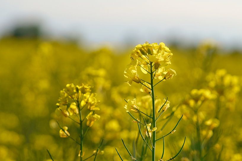 Zicht op een gele koolzaadbloem in het koolzaadveld van Martin Köbsch
