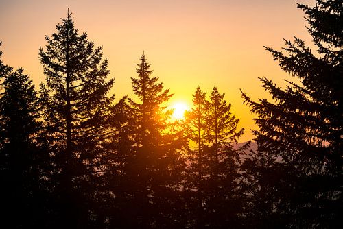 Zonsondergang boven de bomen