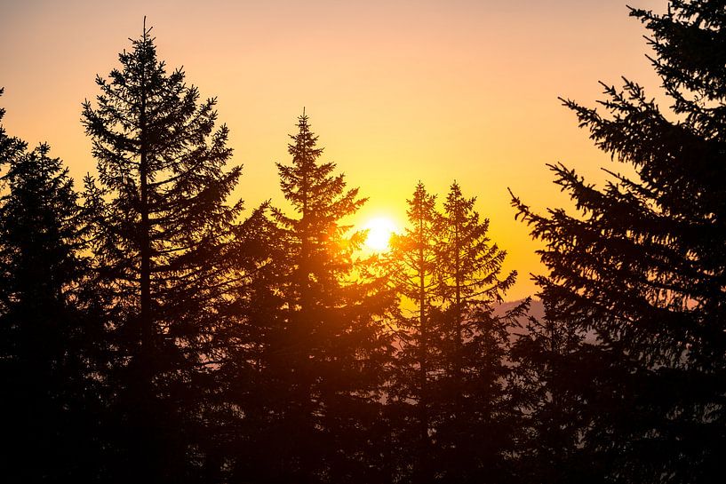 Sunset over the trees by Leo Schindzielorz