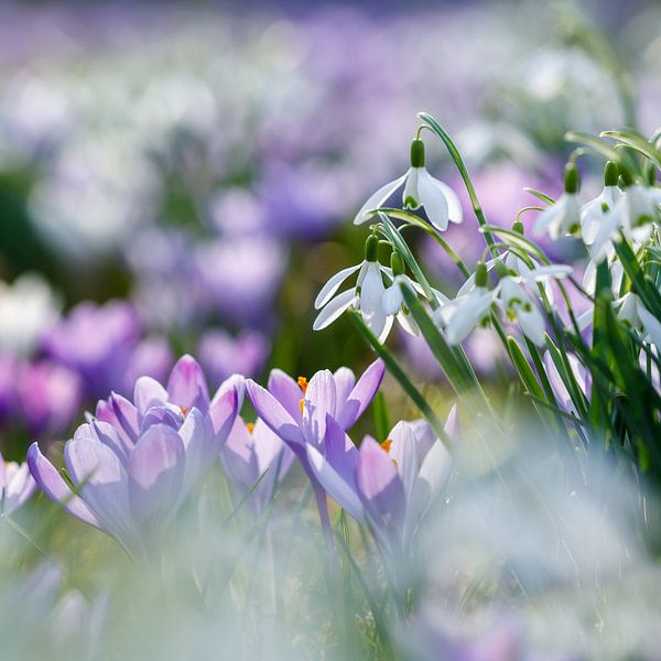 Voorjaar met crocussen en sneeuwklokjes van Karla Leeftink