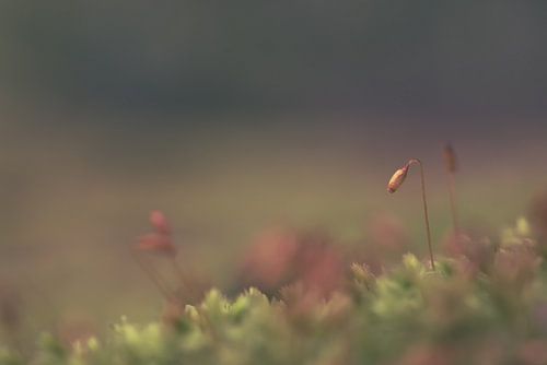 Klein Mos in een donker bos. 