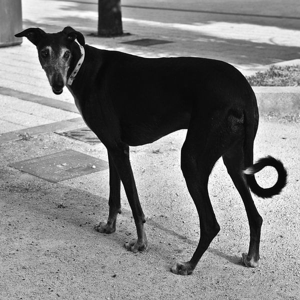 Elegant, black greyhound lady in the bay of Cádiz by Silva Wischeropp