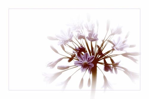 Agapanthus