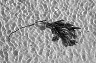 Seaweed in the water in black and white by BYLDWURK thumbnail