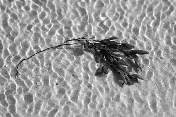 Seaweed in the water in black and white