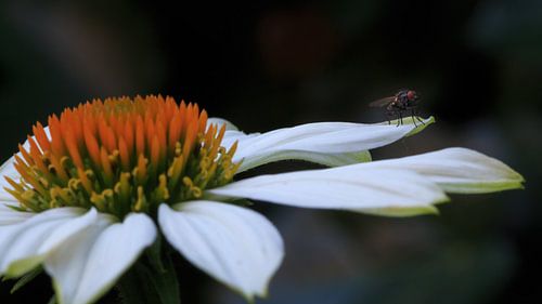 photo macro d'une mouche sur un chapeau de soleil