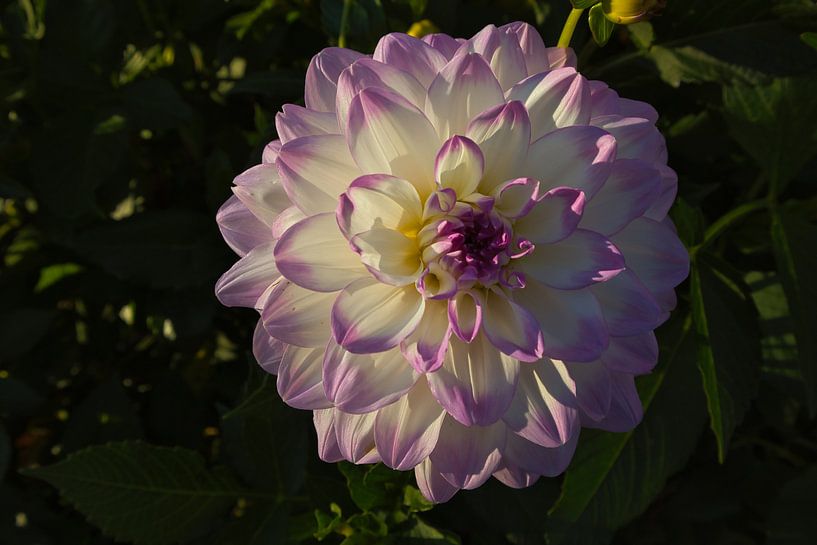 Dahlia in the sun by Raphael Kipfer