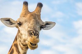 Good morning Mr. Giraffe by Marijke Arends-Meiring