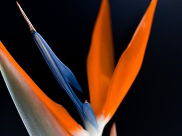 Strelitzia in volle bloei van Jenny Kambeck