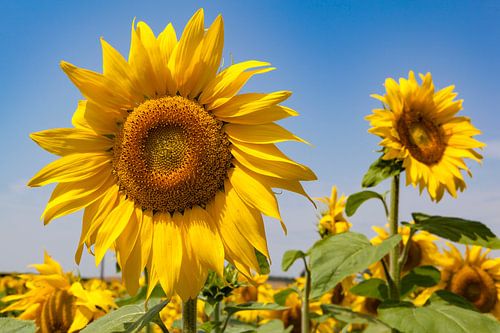 Zonnebloemen