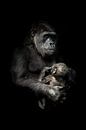 tedere aap met een baby in haar armen. Gorilla aap moeder (of haar zus) verpleegt haar kleine baby,  van Michael Semenov thumbnail