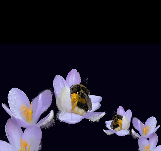 Sleeping bumblebee van Foto Studio Labie