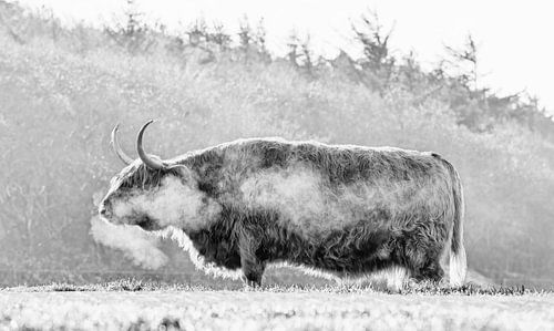 Schotse Hooglander in de vrieskou op Texel.