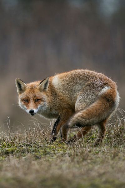 Vos, Fuchs, Rotfuchs, Red Fox, *Vulpes vulpes* von wunderbare Erde