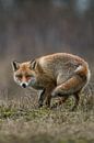 Vos, Fuchs, Rotfuchs, Red Fox, *Vulpes vulpes* von wunderbare Erde Miniaturansicht