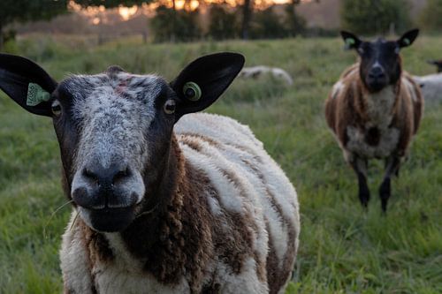 Deux moutons dans le pré avec la lueur orange du coucher de soleil.