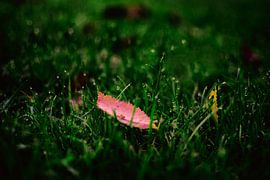 Photo Art of Autumn Leaf Damp Grass - Natural Elegance for Modern Interiors by Elianne van Turennout