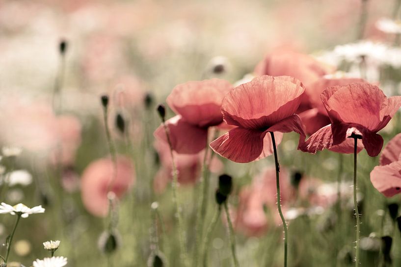 Champ de coquelicots par Kurt Krause