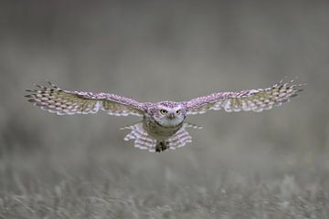 Burrowing owl flies flat over the ground by Larissa Rand