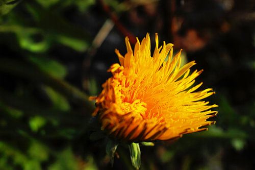 Openende paardenbloem