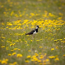 Kiebitz in Blumenwiese (Quadrat)
